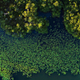 Aerial view of the red mangrove forests along the San Pedro Mártir River in Mexico.
